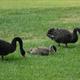 Mom & Dad and one of the babies