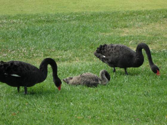 Mom & Dad and one of the babies