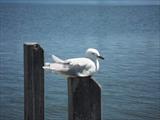 Seagull Sunning Himself
