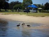 Black Swans on Perth Harbor
