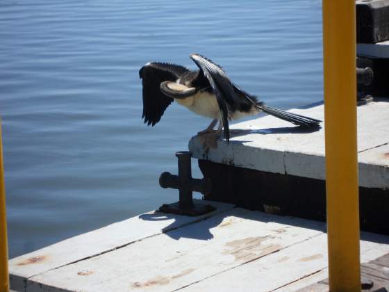 Perth Harbor   sea bird preening