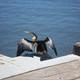 Perth Harbor sea bird drying his wings