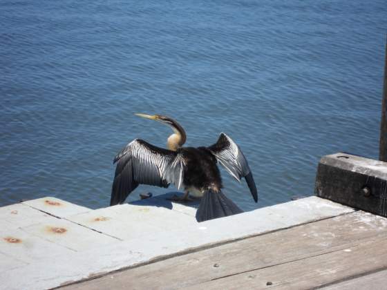 Perth Harbor sea bird drying his wings