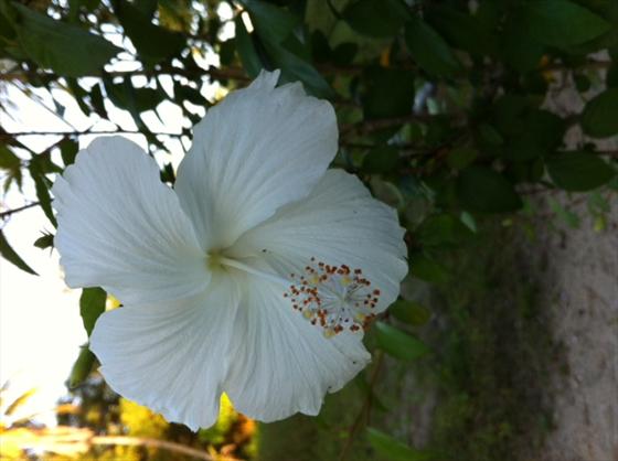 Flower along the path