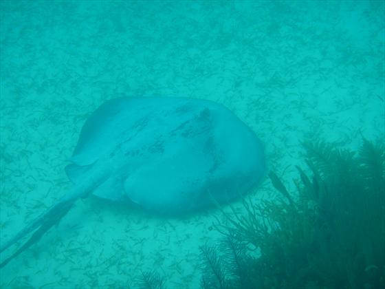Stingray (at least 4.5 ft across !)
