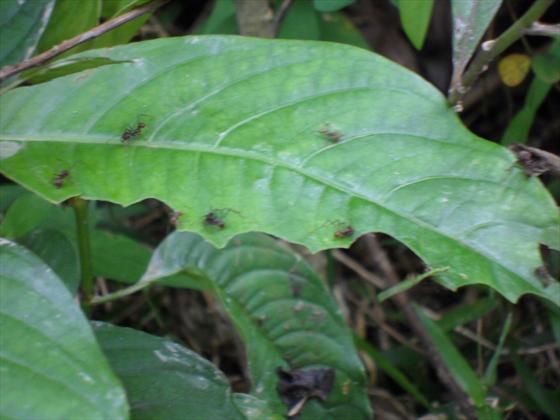 Worker Ants cutting the leaf