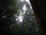 Rainforest Downpour @ Jaguar Reserve