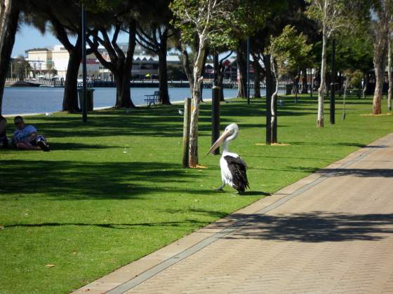 Strolling through the park