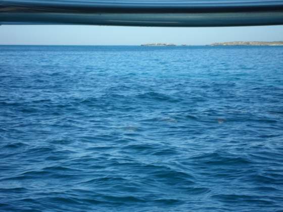 We could see them right under the surface