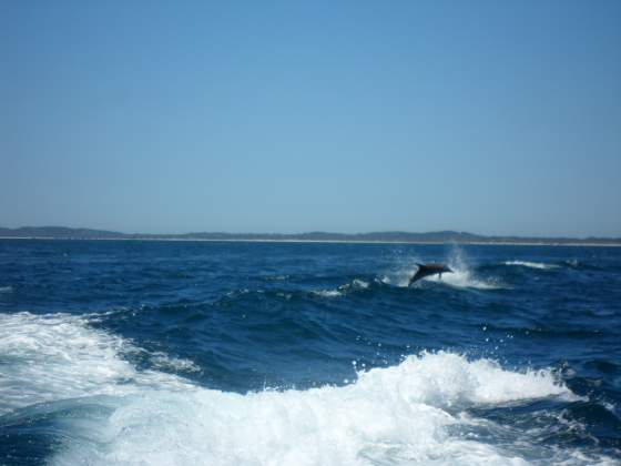 Flipper surfing our wake