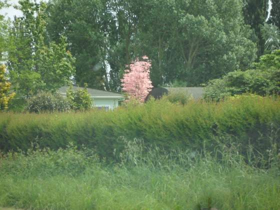 Pink Tree