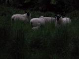 Lambs along Rotorura Road