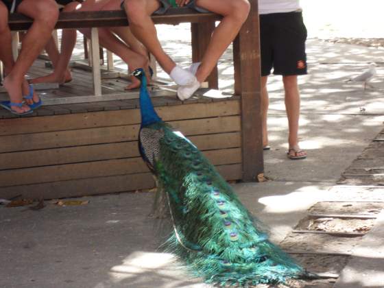 Peacock waiting for handouts