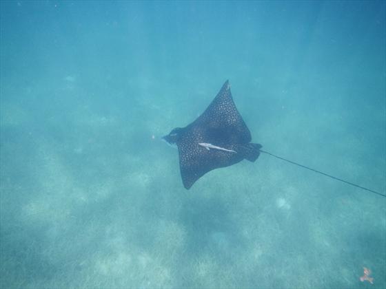 Spotted Ray with Sucker Fish hitching a ride