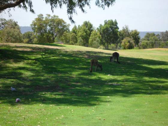 Grazing in the Grass