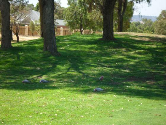 Pink Breasted Parrots feeding on the ground