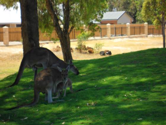 Momma & a little Joey