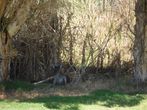 Mr. Roo in the shade