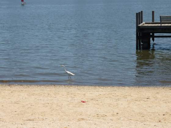 Bird looking for lunch