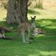 These guys were 10 ft from the 17th Tee Box !