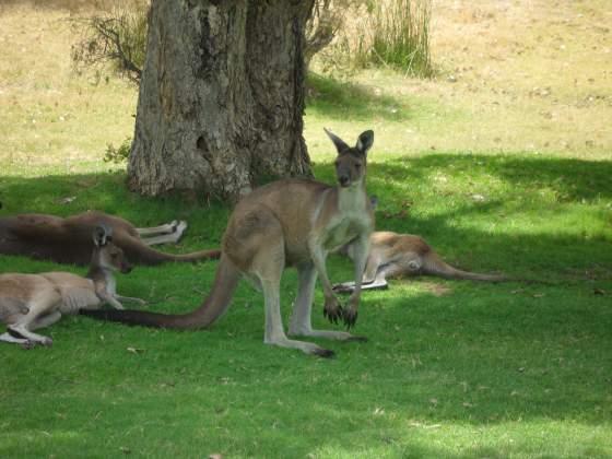 These guys were 10 ft from the 17th Tee Box !