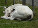 Sleepy calf