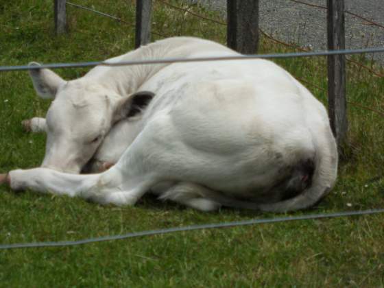 Sleepy calf