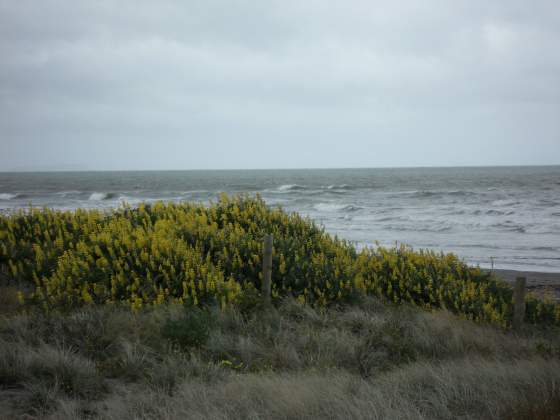 Paraparaumu Beach