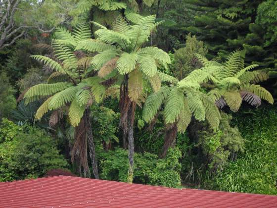 Silver Fern Trees