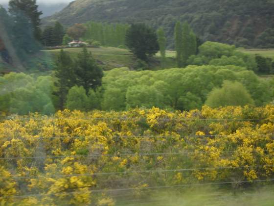 Scenery along route from Nelson to Picton