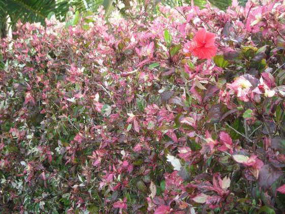 Bush along golf course