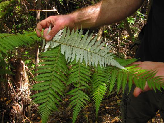 Rangitoto Island