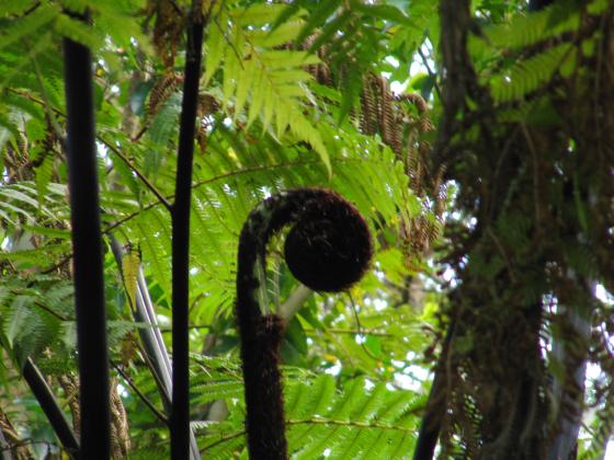 Rangitoto Island