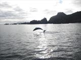 Dolphin swimming Paihia 006.jpg