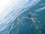 Dolphin swimming Paihia 012.jpg