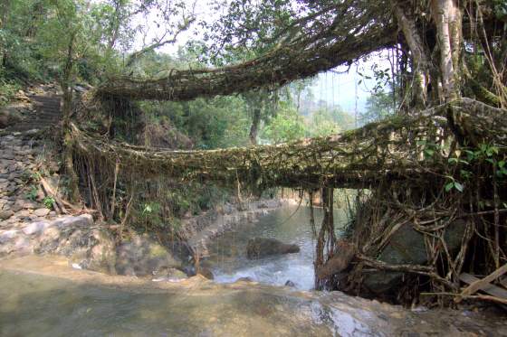 Double Decker living root bridge