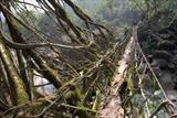 Huge living root bridge