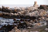 African Penguin colony...