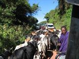 Maasai traffic jam