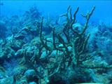 Coral shot