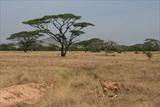 Typical Serengeti scene!