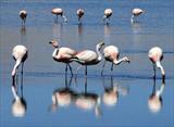 Flamingoes in the desert!