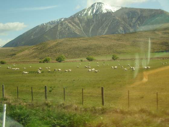 Southern Alps & grazing sheep